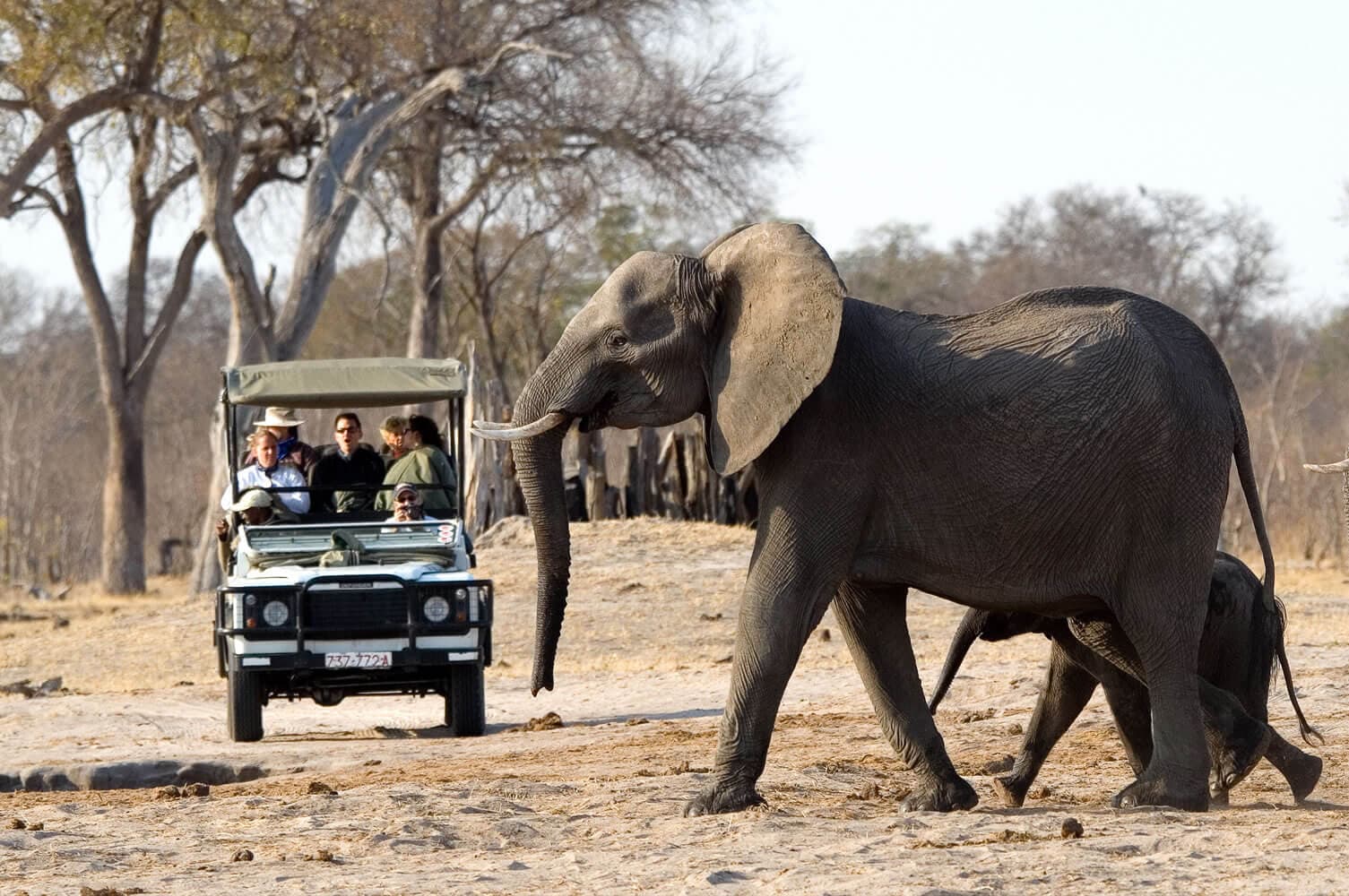 Wildlife Safaris